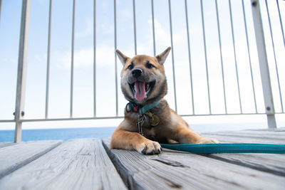 Portrait of dog sitting on wood against sky