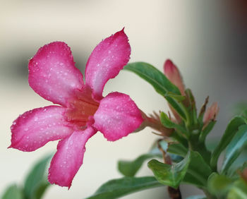 Close-up of wet pink rose flower