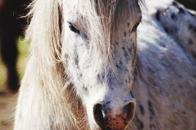 Close-up of a horse