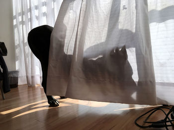 Dog standing against curtains at home