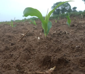 Close-up of plant growing on field