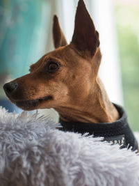 Close-up of a dog looking away