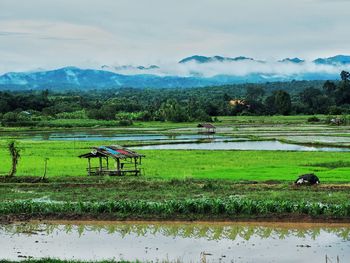 Scenic view of agricultural field against sky