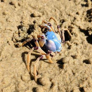 Close-up of crab on beach