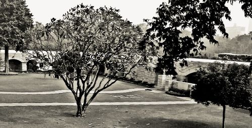 Empty road along trees