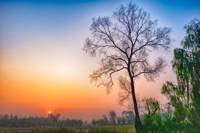 Bare trees on landscape against sky at sunset