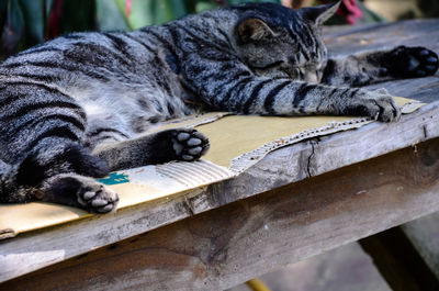 Close-up of cat lying down on wood