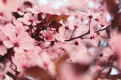 Close-up of pink cherry blossoms in spring