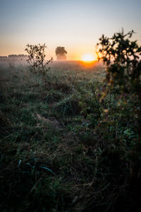 Scenic view of field against sky during sunset