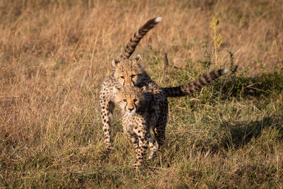 Young cheetahs relaxing on field