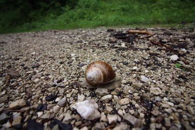 Close-up of snail