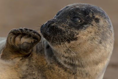 Close-up of an animal