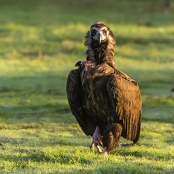 Close-up portrait of bird on field