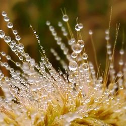 Close-up of water drops on leaf