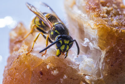 Close-up of wasp eating food