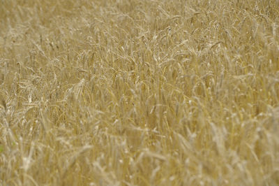 Wheat field in agriculture, growing cereal crops for food production