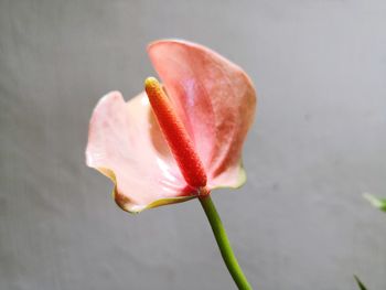 Close up anthurium flower