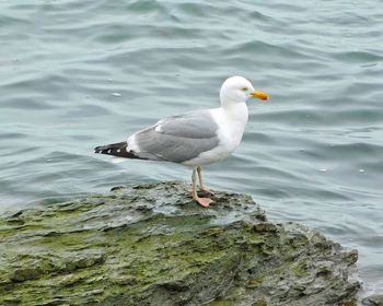 High angle view of seagull perching on rock in lake