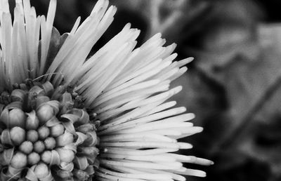 Close-up of white flower