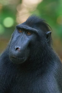 Portrait of a monkey