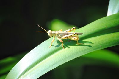 Close-up of insect