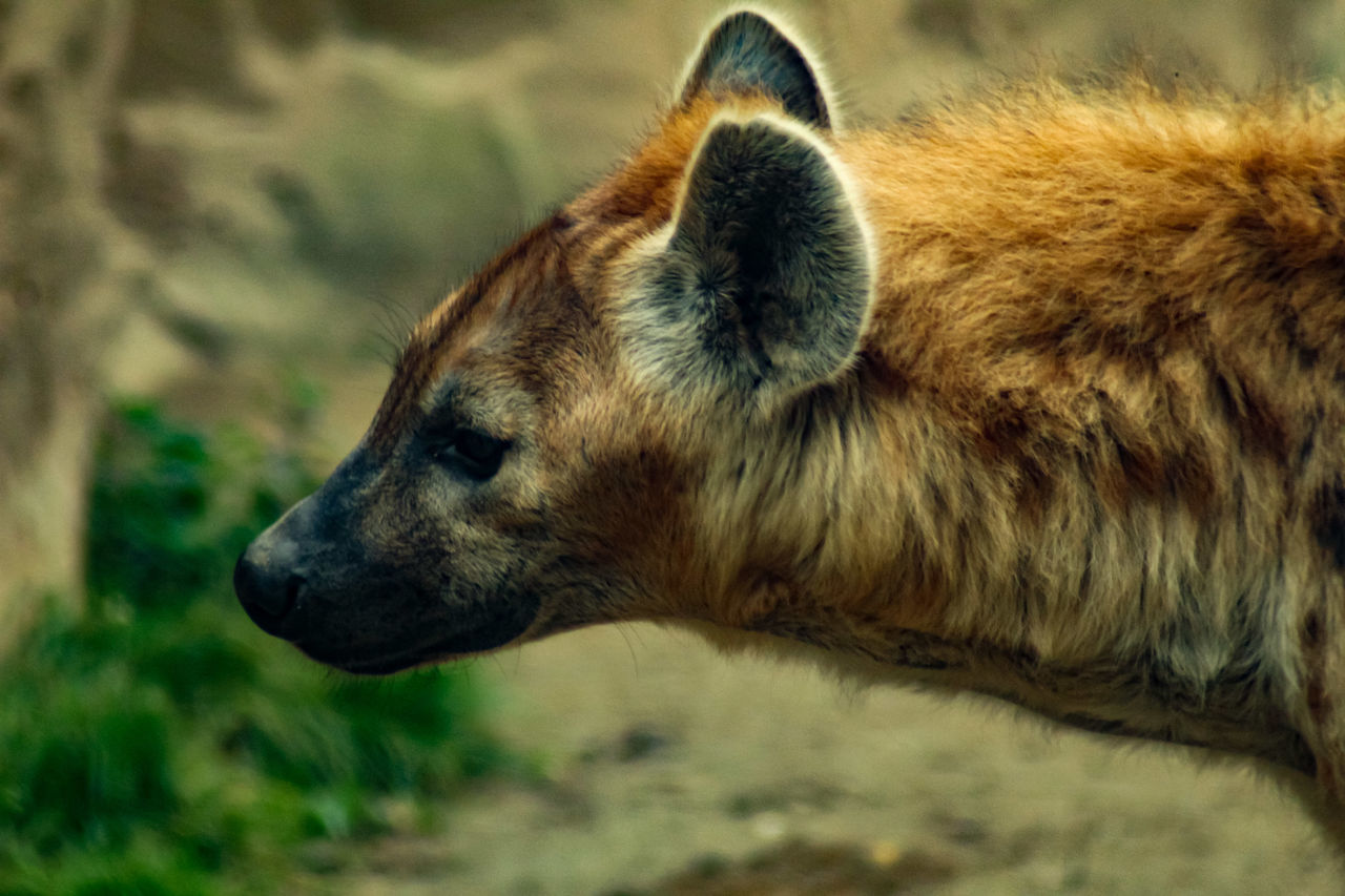 Hyena dog