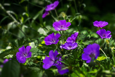 Close-up of purple flowering plants