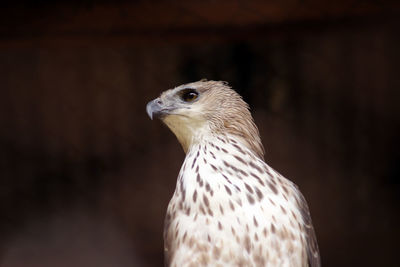 Close-up of eagle