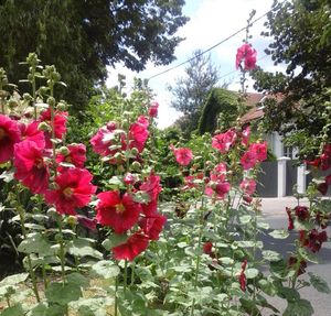 Pink flowers blooming on tree