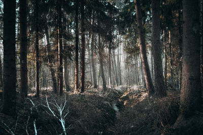 Sunlight streaming through trees in forest