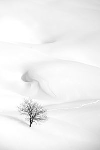 Single bare tree on snow covered land during winter