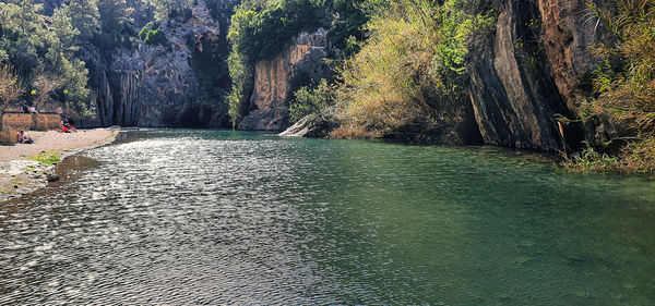 Scenic view of river amidst trees in forest