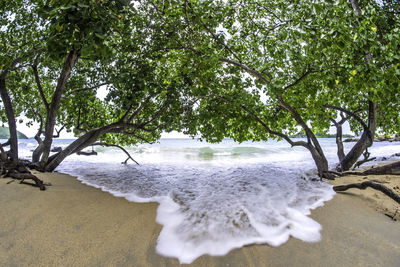 Scenic view of sea against trees