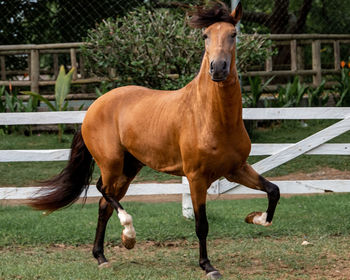 Horse standing in a farm