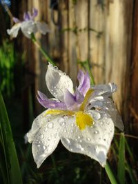 Close-up of water drops on flower