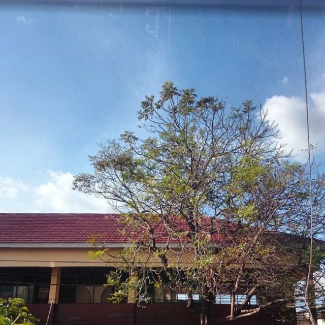 tree, built structure, architecture, building exterior, low angle view, sky, house, growth, blue, branch, nature, cloud - sky, day, residential structure, no people, residential building, outdoors, cloud, palm tree, sunlight