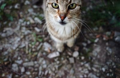 Portrait of cat on field