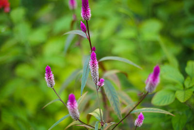 Close-up of purple flowers blooming outdoors