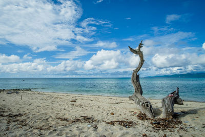 Driftwood on beach against sky