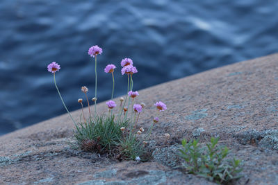 Close-up of pink flowering plant