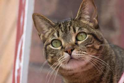 Close-up portrait of a cat