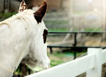 Close-up of white horse