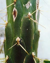 Close-up of cactus