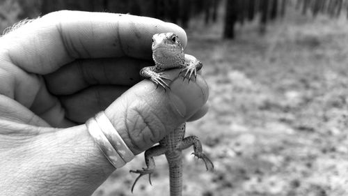 Close-up of hand holding bird