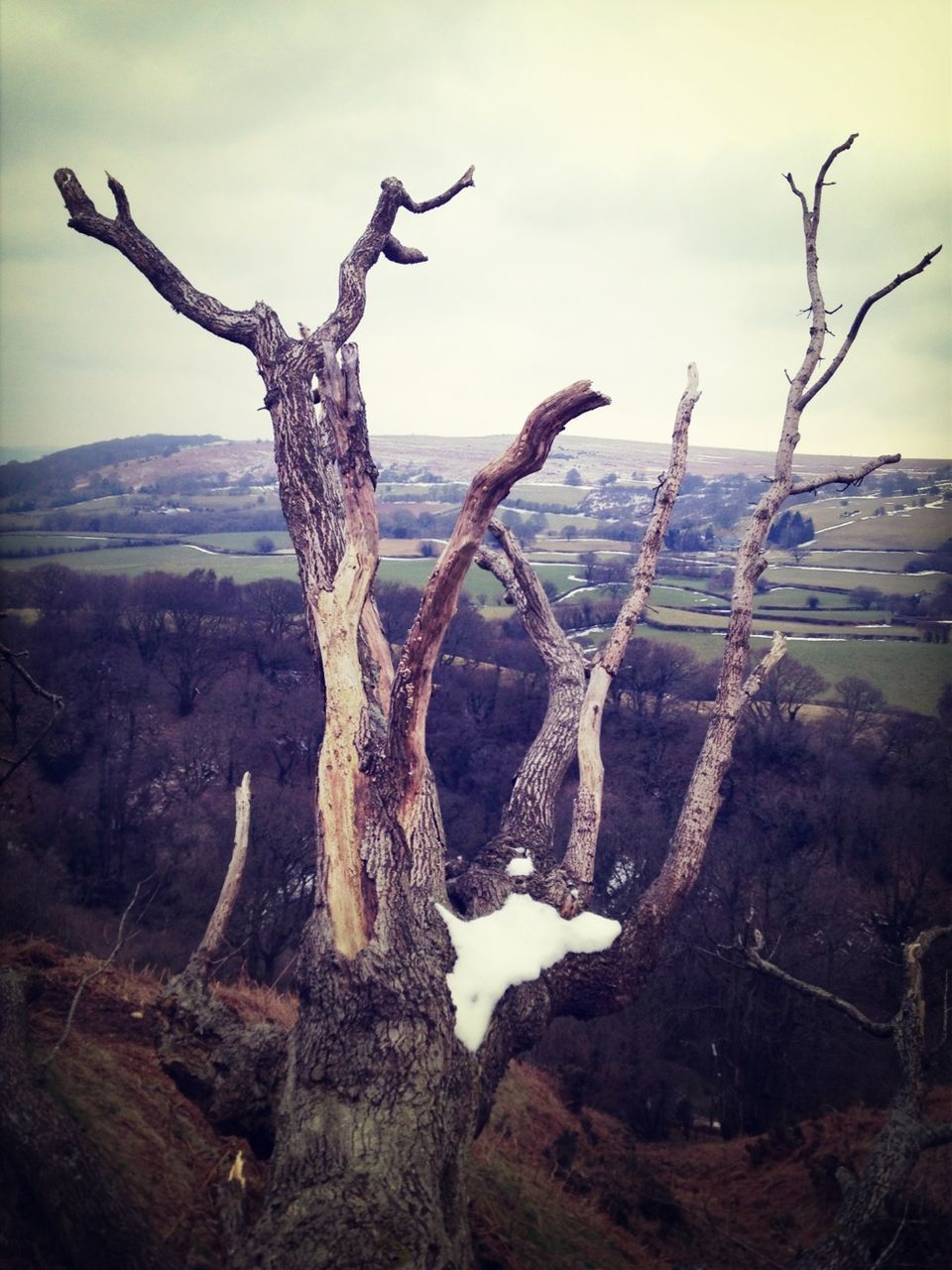 bare tree, tree, sky, tranquility, nature, branch, tranquil scene, landscape, tree trunk, scenics, beauty in nature, dead plant, non-urban scene, mountain, rock - object, day, no people, animal themes, outdoors, field