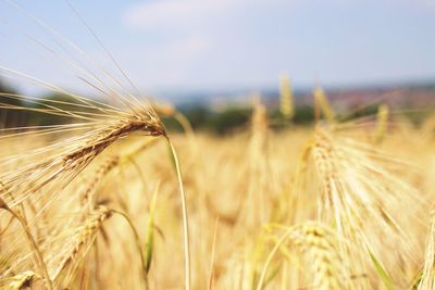 Close-up of stalks in field