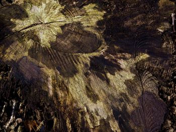 Close-up of tree stump