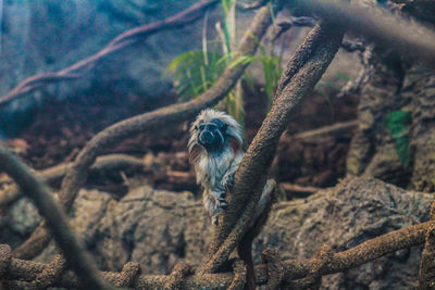 Bird on tree