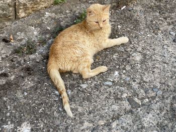 High angle view of cat on ground