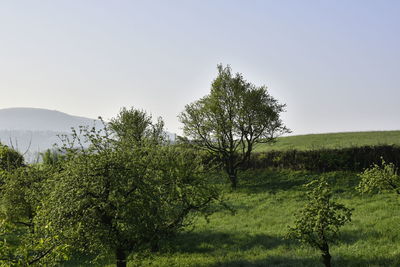 Trees on field against clear sky